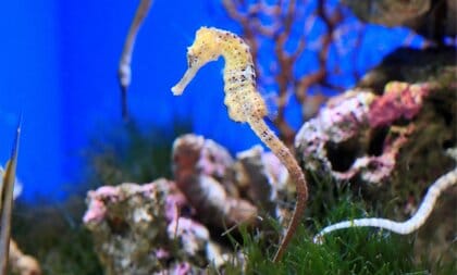 干支の「辰」にちなみ“タツノオトシゴ”を水族館で展示…一番「竜