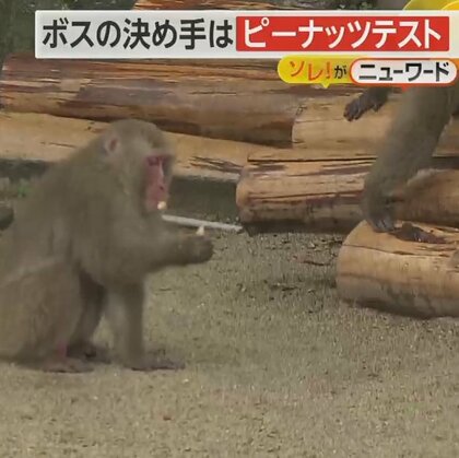 決め手は「ピーナッツテスト」　動物園の群れの新しいボスザル認定　候補のどちらが取るかで優位性を確認　大分市
