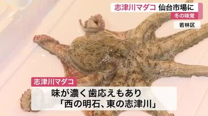 「すごい歯応え」志津川マダコが仙台市場に　市場関係者がたこ飯試食　２週間遅れも「濃厚な味わい」 宮城