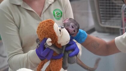 メキシコにもいた“ぬいぐるみ抱く子猿”　名前は「ユウジ」　千葉の“本家”パンチくんは“ぬいぐるみ離れ”か