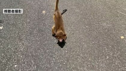 得体の知れない動物…サルかと思った」福岡市の山中で珍獣