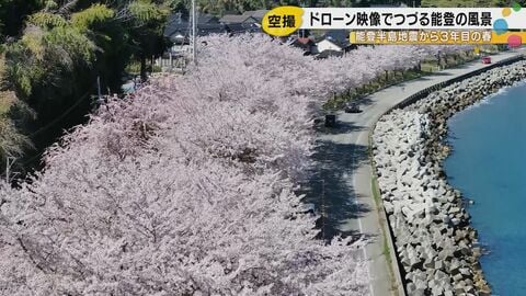 「1年目の桜と全然違う」能登半島地震から3年目迎えた被災地の春…災害廃棄物の仮置き場だった場所にも桜咲く