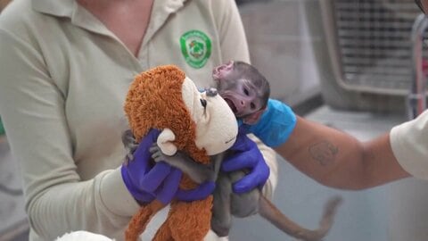 メキシコにもいた“ぬいぐるみ抱く子猿”　名前は「ユウジ」　千葉の“本家”パンチくんは“ぬいぐるみ離れ”か
