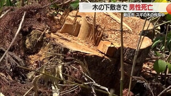 【山形】太さ30センチの木の下敷きになり男性死亡・スギの木の伐採中 同僚が119番通報 新庄市十日町