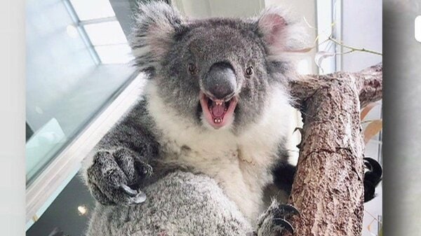 人間と同じ?! ｢近づくな｣ メスのコアラが見せたサイン｜FNNプライム