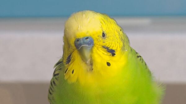 img_5dab2721ec9ed0a5829a3797e6