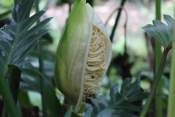 提供:咲くやこの花館
