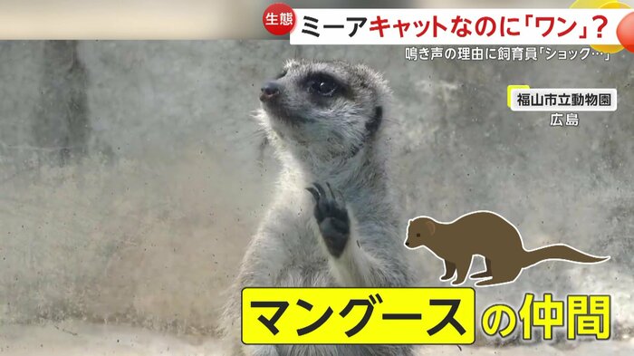 実はネコではなくマングースの仲間(提供:福山市立動物園)