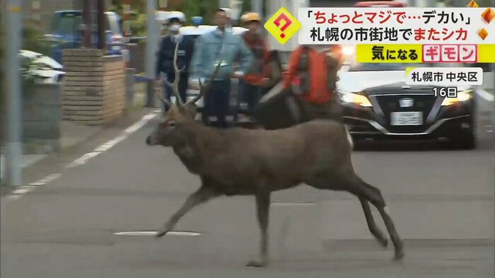 住宅街で走るシカ(視聴者撮影)