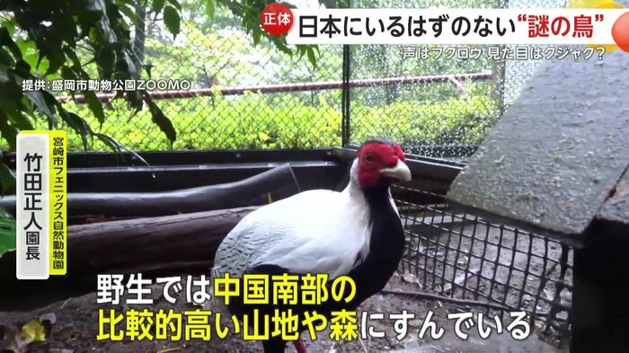 中国南部に生息するキジの仲間「ハッカン」(提供:盛岡市動物公園ZOOMO)