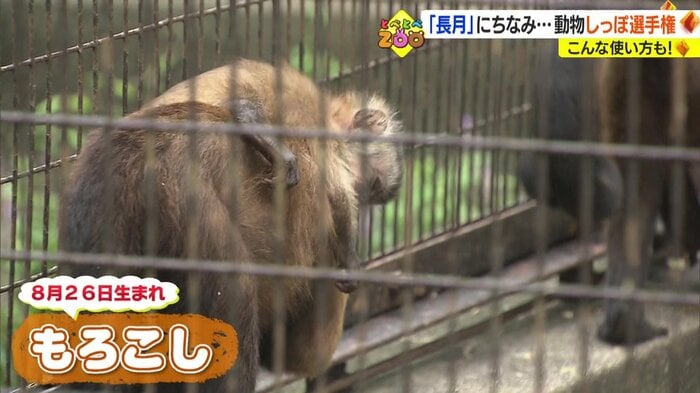 生まれたばかりの「もろこし」