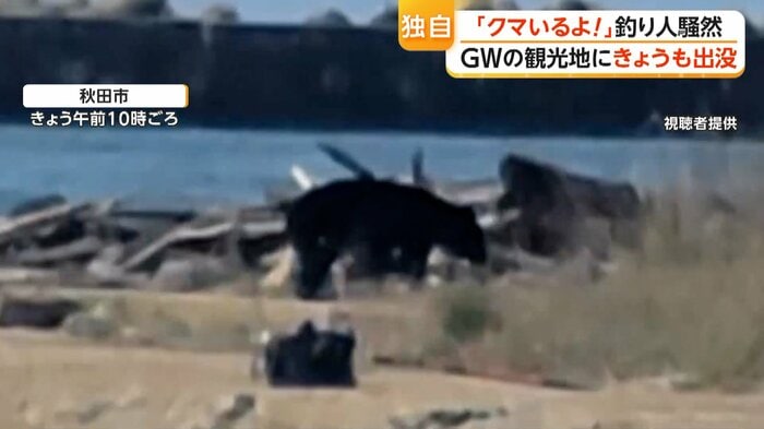 地面のにおいを嗅ぎながら歩くクマ