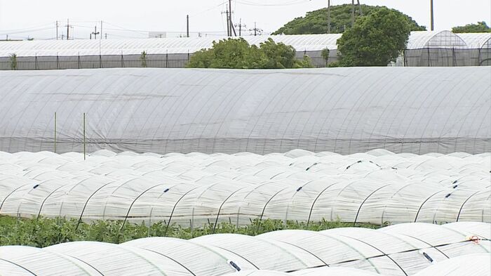 ハウス栽培に欠かせない石油由来のビニールなど入手困難に