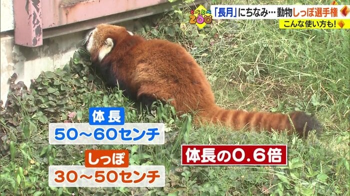 レッサーパンダのしっぽは体長の0.6倍の長さ