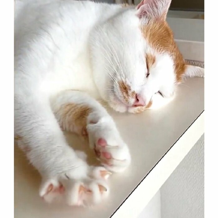 右前足が開く!