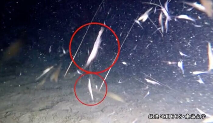 水深約300mを泳ぐサクラエビ