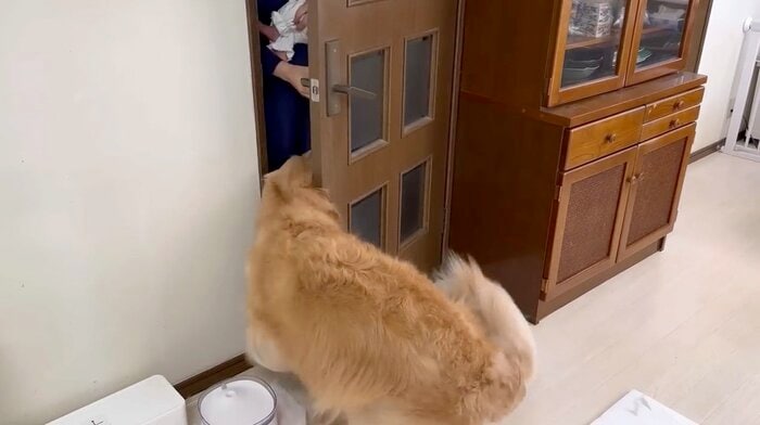 ドアが少し開くとすぐに近寄っていく(提供:豆柴うに&ゴールデンレトリバーおからさん)