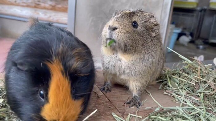 二者の表情が味わい深い(提供:須坂市動物園)