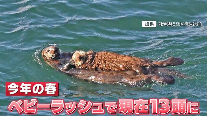 今年の春、赤ちゃんが誕生し13頭に