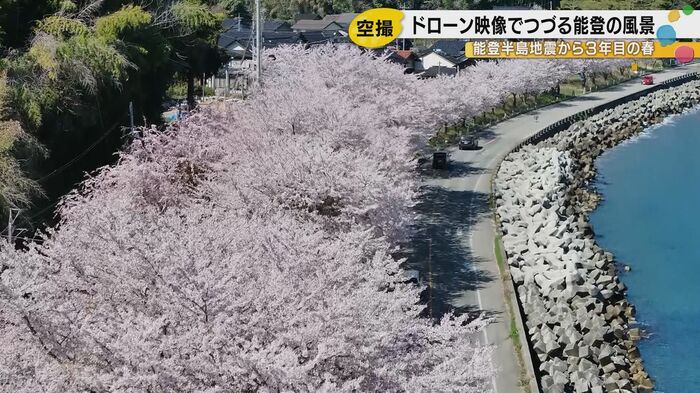 内浦の桜並木
