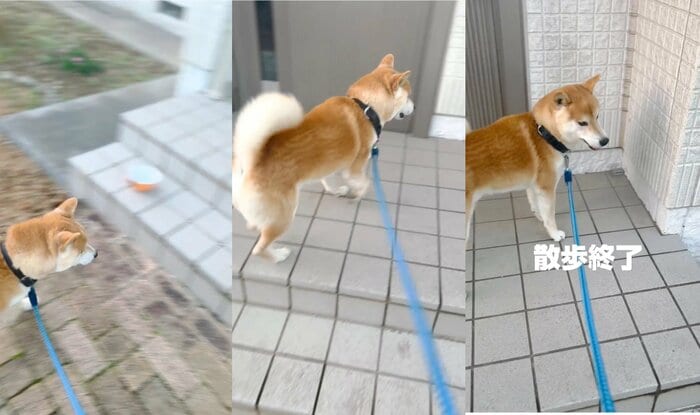 飼い主の周りを走って散歩終了!(提供:556さん)