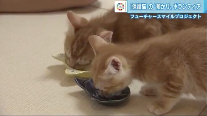 一時的に坂下家へやってきた2匹の子猫