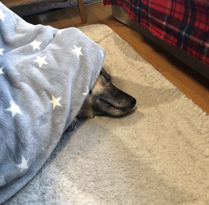 こたつを満喫している