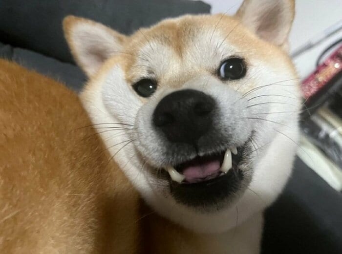 「寝るよ」の言葉を嫌がるという豆ちゃん