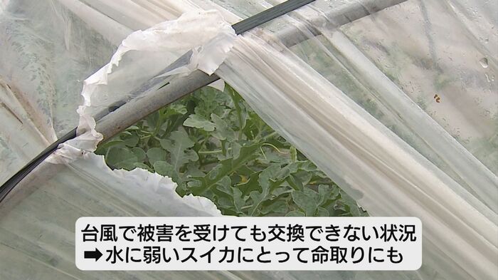 スイカは水に弱い