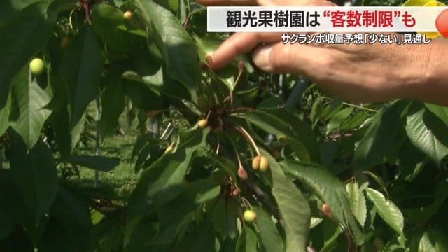 ハチが花粉を運んで受粉するが、風が強いとハチの動きが鈍くなり受粉がうまくいかない