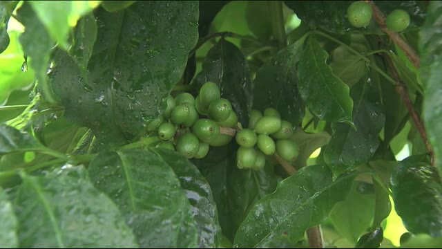 バナナの次は『広野コーヒー』 町の新たな特産品の栽培に挑戦!〈福島県・広野町〉