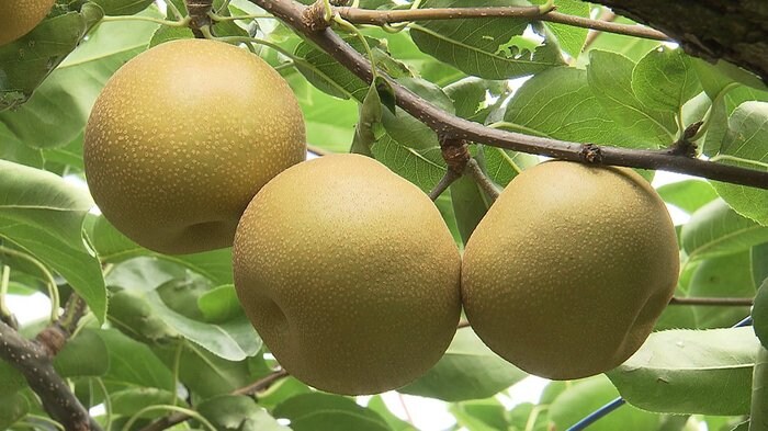 ナシ「豊水」の収穫 最盛期