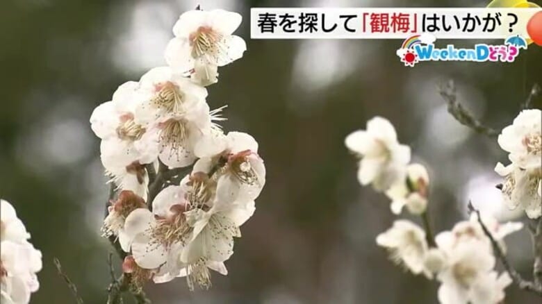 【WeekenDどう？】春を探す週末旅　山陰の名所で“観梅”を満喫　「梅グルメ」も楽しんで　｜FNNプライムオンライン