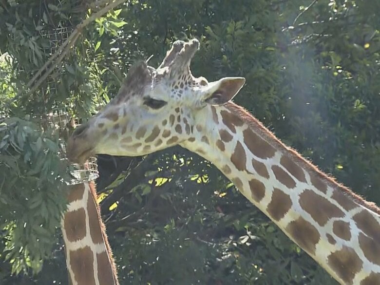 転倒して水堀に落ちる…名古屋・東山動植物園の“ご長寿キリン”が死ぬ 1週間ほど前からふらつく様子を確認｜FNNプライムオンライン