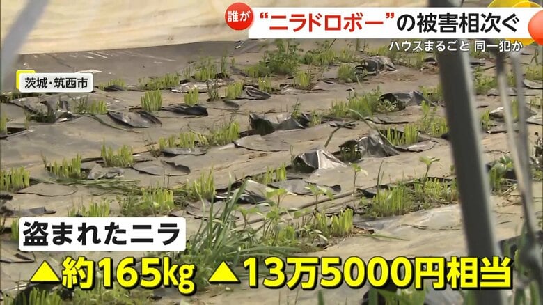 「90歳超えた人間の作物をとるのは本当にひどい」ニラ玉約3300人前分が被害に…ハウス丸ごと“ニラ泥棒”周辺でも同様被害　茨城・筑西市｜FNNプライムオンライン