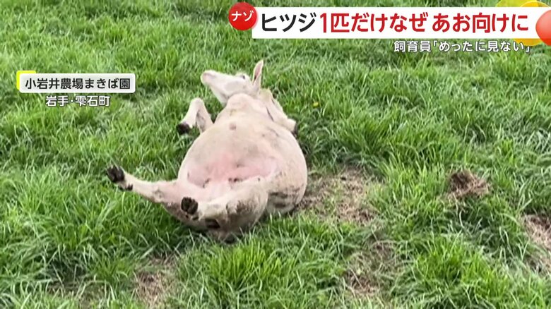 【謎】「めったに見ない光景」“おっちょこちょい羊”が起き上がろうと体をくねくね　なぜ“あお向け”に？　岩手・小岩井農場まきば園｜FNNプライムオンライン