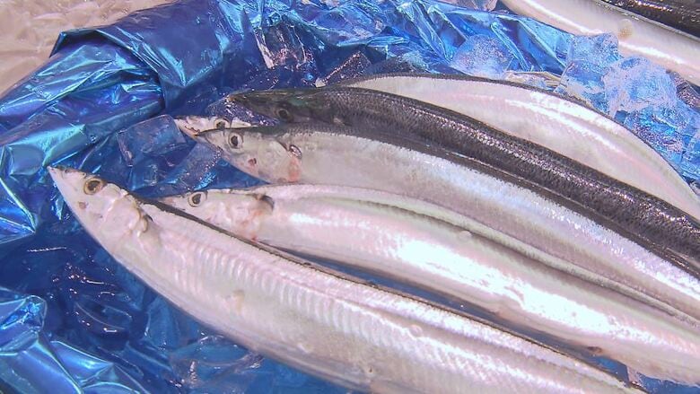 サンマが安い　1匹220円　去年に比べ、100円から150円ほど安く　今年は水揚げ好調　サイズも脂ののりも良く　　｜FNNプライムオンライン