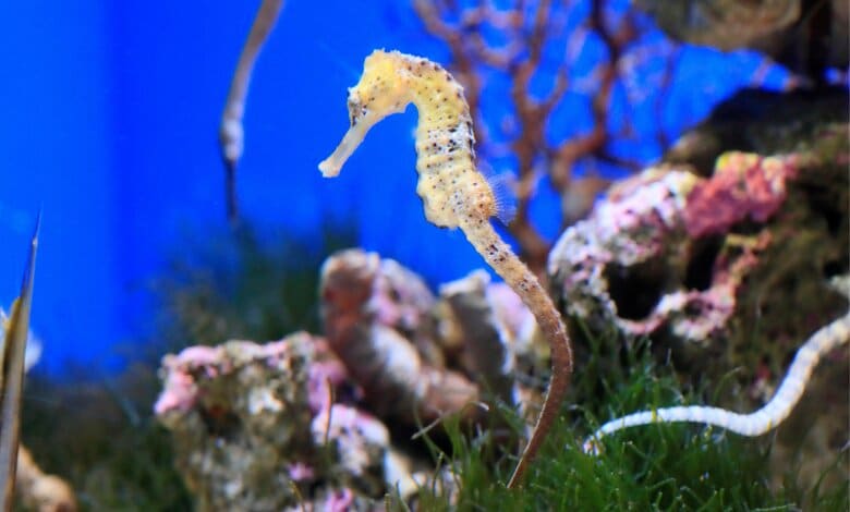 干支の「辰」にちなみ“タツノオトシゴ”を水族館で展示…一番「竜」っぽい種類は？どうやって泳ぐ？担当者に生態を聞いた｜FNNプライムオンライン