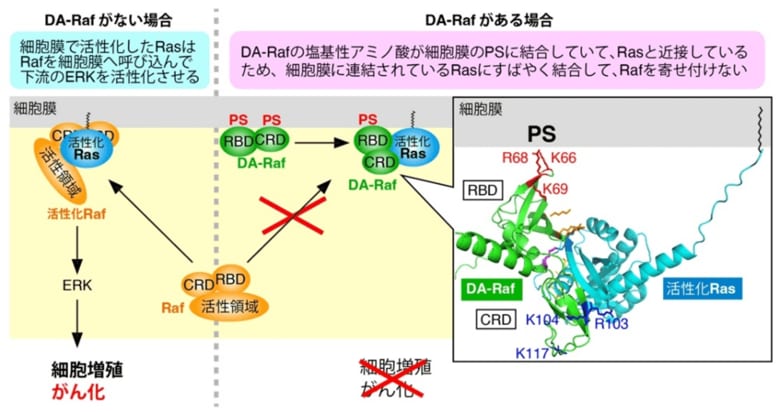 がんの増殖を抑える仕組みを解明～がんの強力な”ブレーキ役”分子、DA-Rafのメカニズムが明らかに～