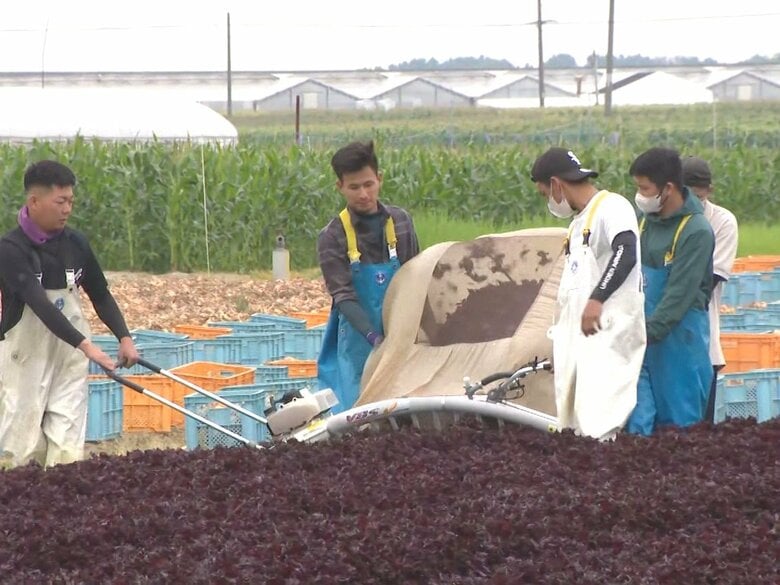 梅干しの色付けなどに…愛知県碧南市で特産『赤シソ』の収穫始まる 年間約130トン出荷する県下一の産地｜FNNプライムオンライン