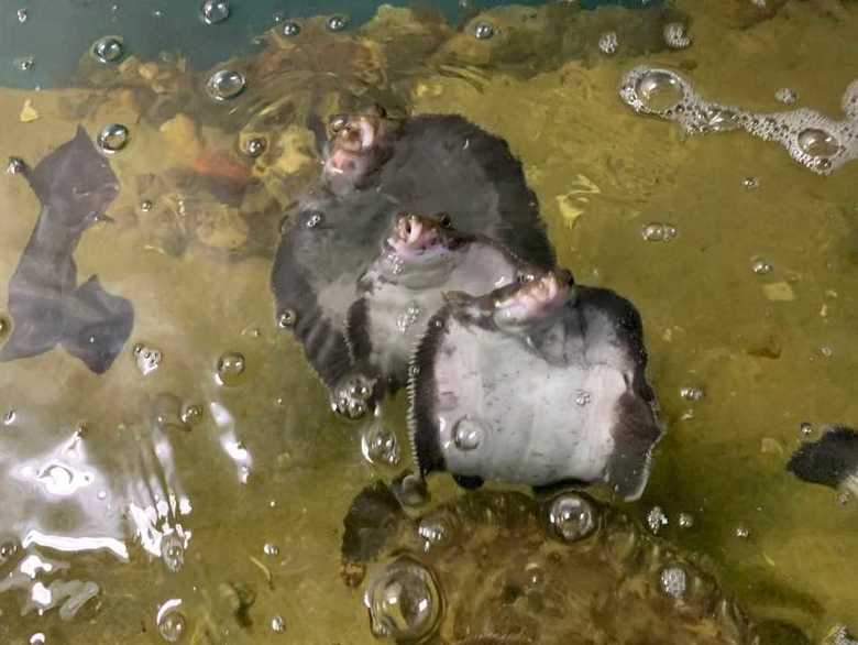 口をパクパク