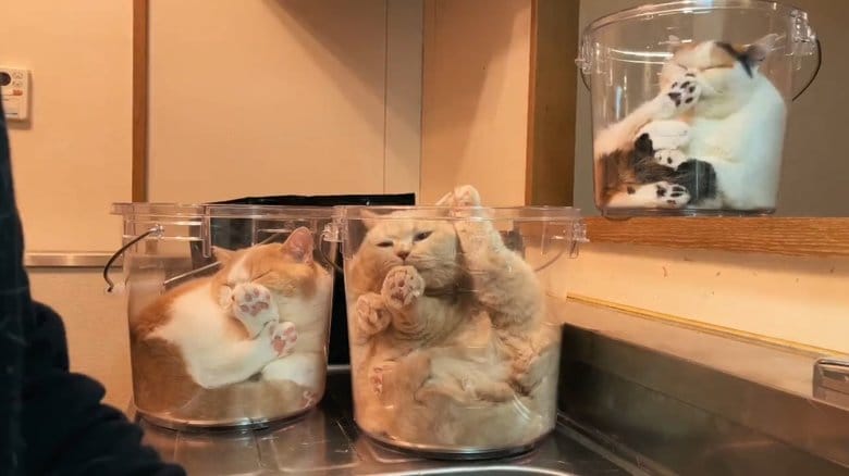 透明なバケツに猫がすっぽり収まっている