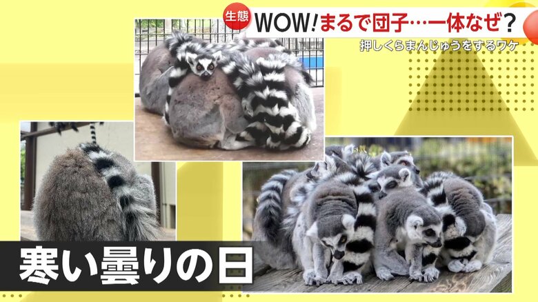 寒い時期の曇りの日などに多くみられるワオ団子
