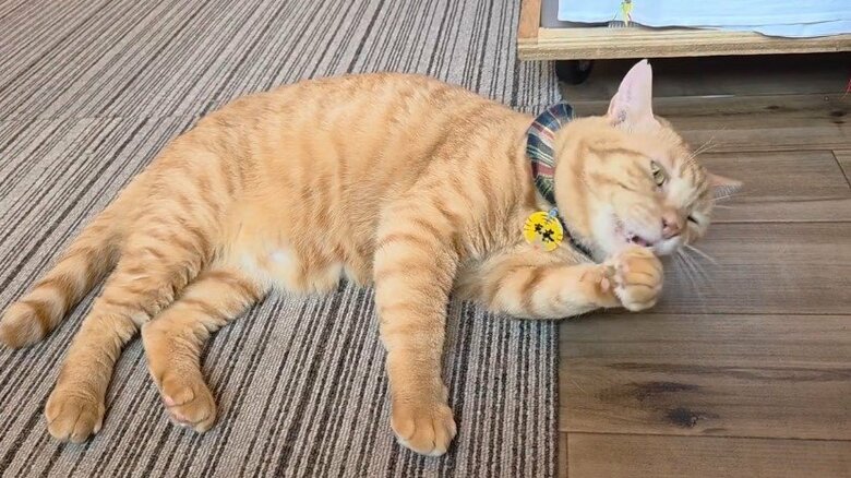 2号店にはまったりした子が多いという