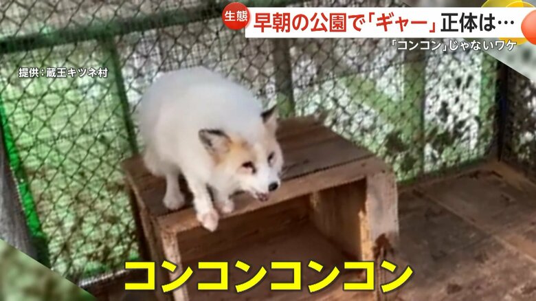 「コンコンコンコン」と鳴くキツネ