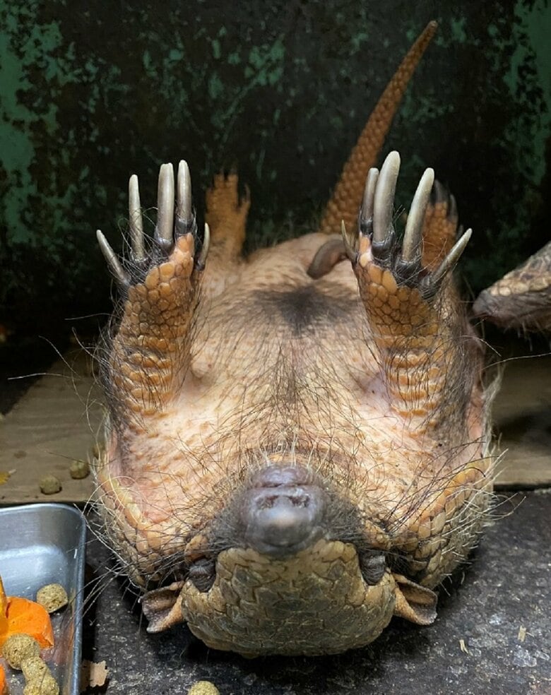 ラグくんとは別の子・ジロくんもあおむけで寝る（画像提供：伊豆シャボテン動物公園）