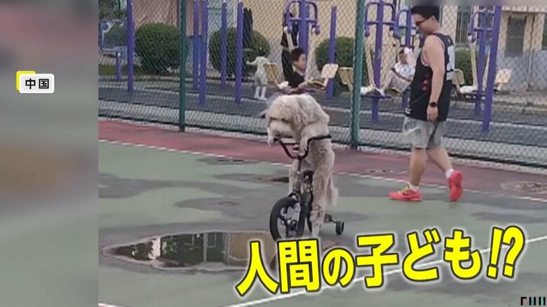 人間の子どもたちにまぎれても違和感がない「来福」（中国SNSより）