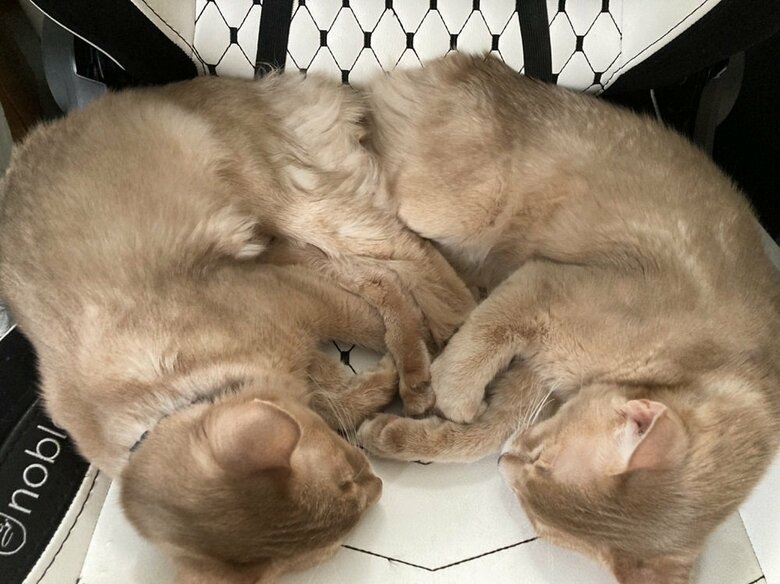 鏡あわせのような寝方