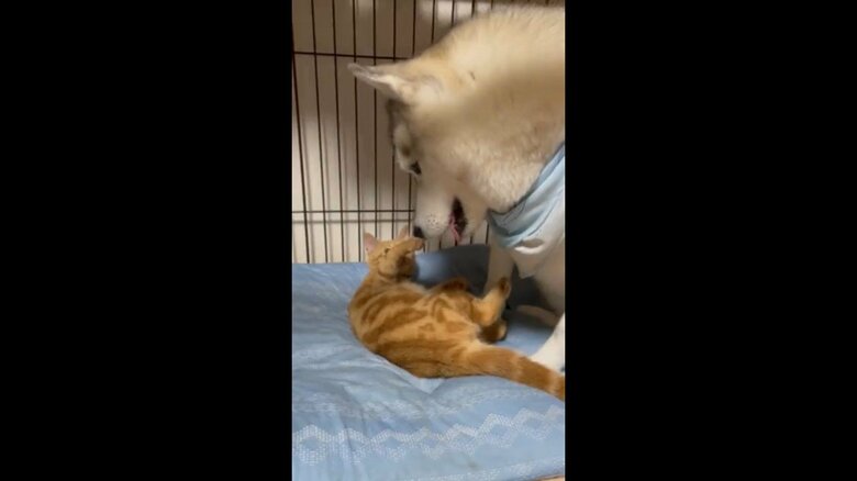 我慢の限界！　ちょっかいもほどほどに