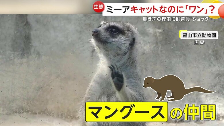 実はネコではなくマングースの仲間（提供：福山市立動物園）
